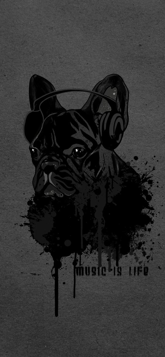 Music Dog Wallpaper - Related 4K Wallpapers wallpaper