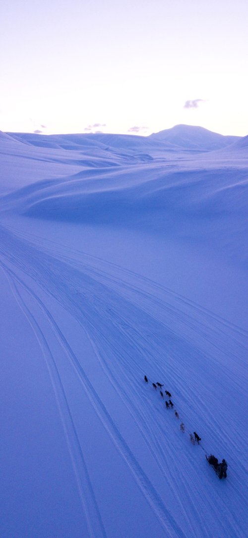 Arctic Dog Sled Adventure