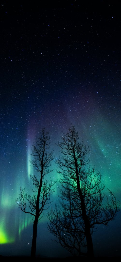 Aurora Borealis Silhouette Trees