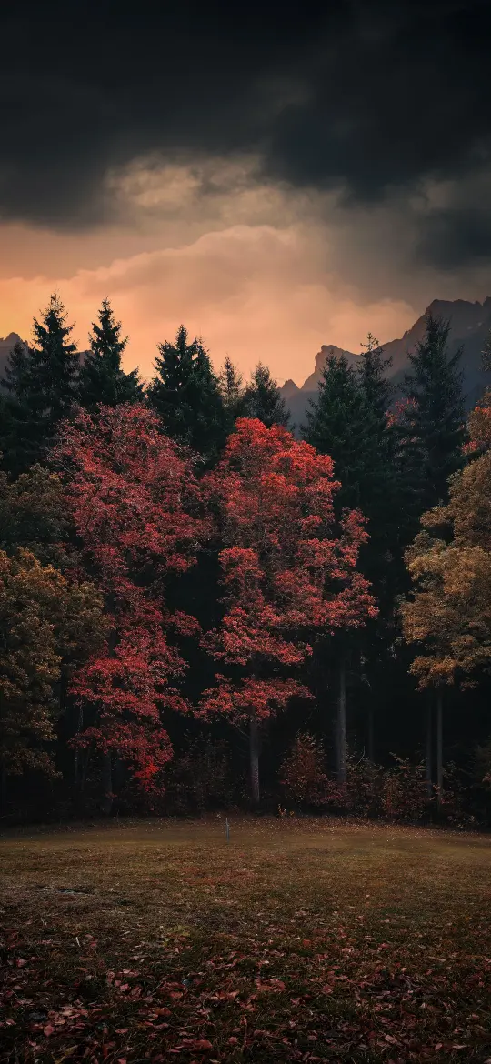 Autumn Forest Sunset Glow - Related Dark Wallpapers wallpaper