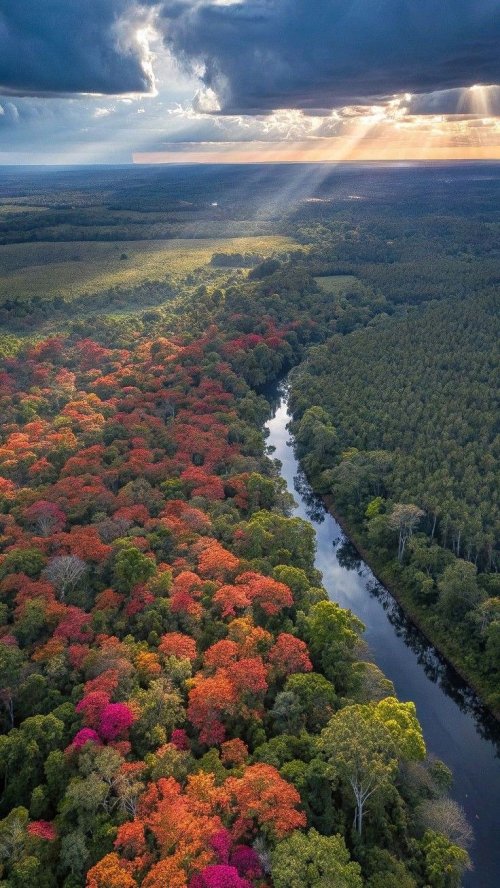 Autumnal River Forest Aerial
