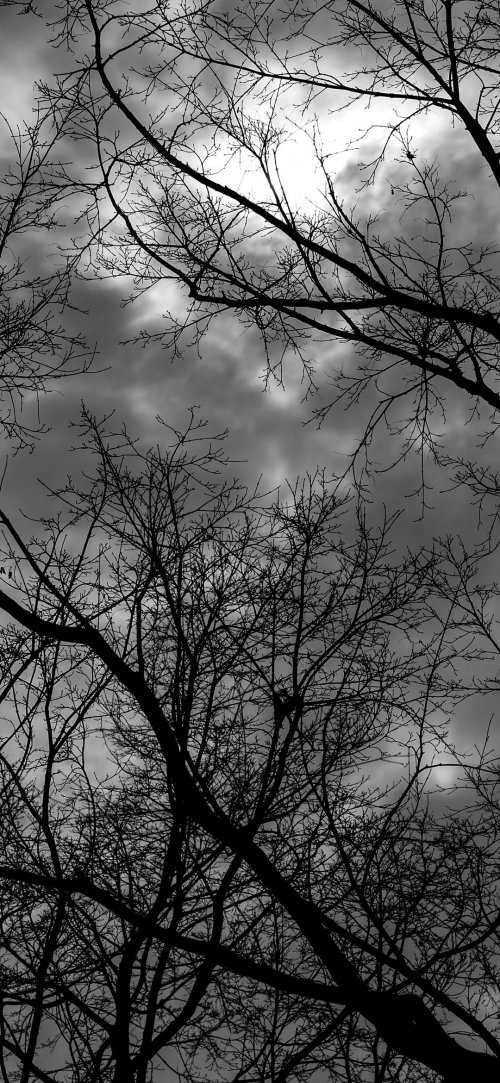 Bare Branches Against Sky