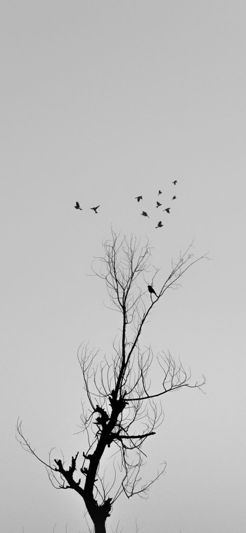 Bare Tree and Birds - Related Dark Wallpapers wallpaper