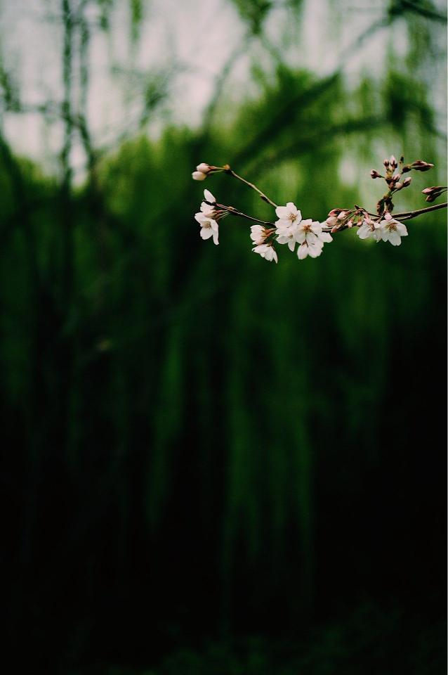 Cherry Blossom Branch - Related 4K Wallpapers wallpaper