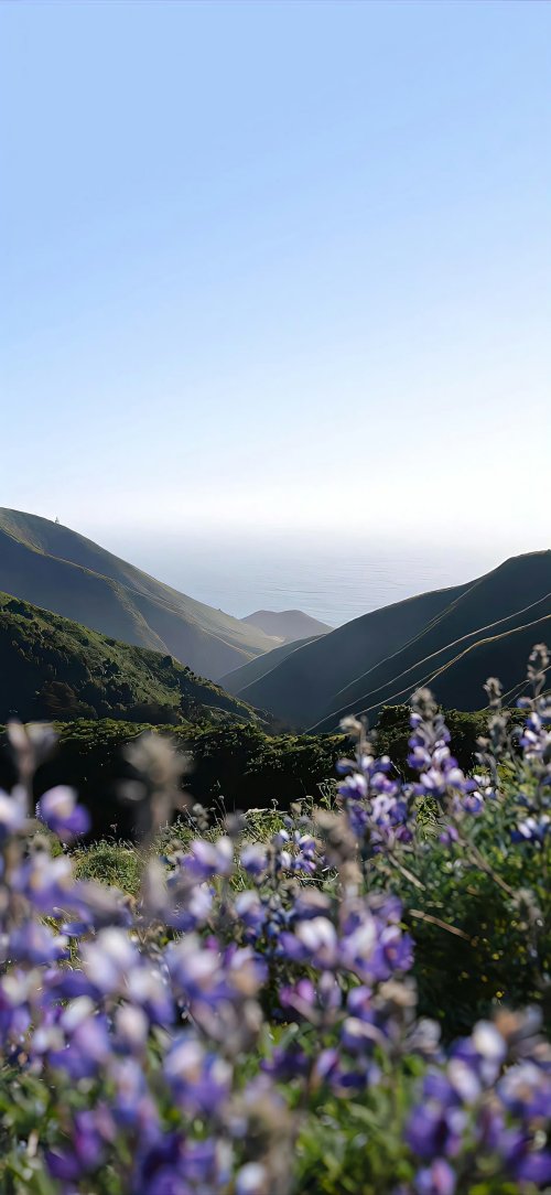 Coastal Lupine Valley View