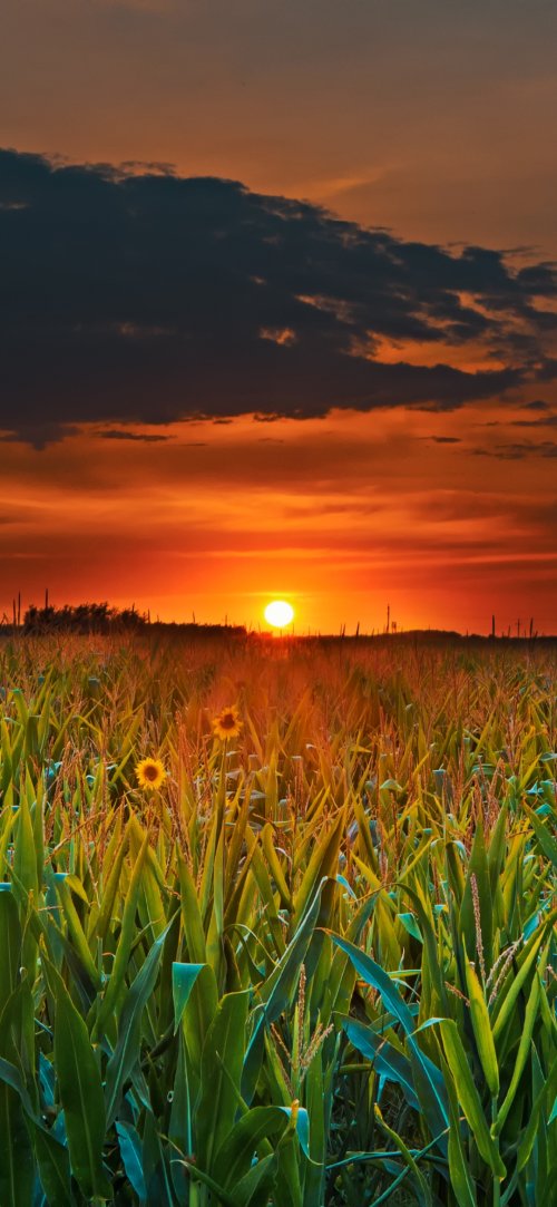 Cornfield Sunset Glow