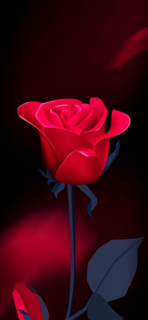 Crimson Rose on Black