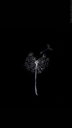 Dandelion Silhouette on Black - Related Dark Wallpapers wallpaper
