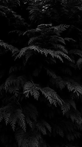 Dark Cedar Branches - Related Dark Wallpapers wallpaper