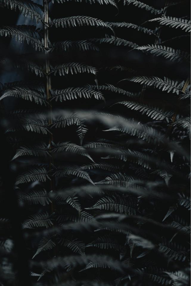 Dark Fern Forest - Related 4K Wallpapers wallpaper