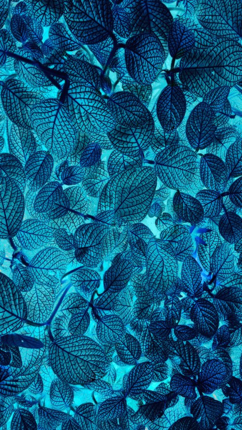 Electric Blue Leaf Pattern - Related StockWalls wallpaper