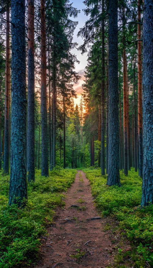 Forest Path at Sunset - Related Dope Wallpapers wallpaper