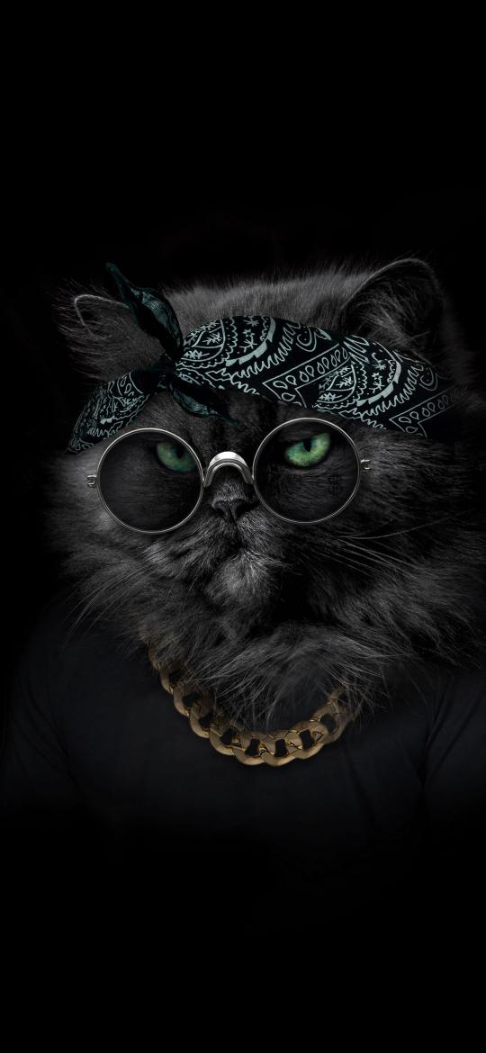 Gangster Cat Portrait