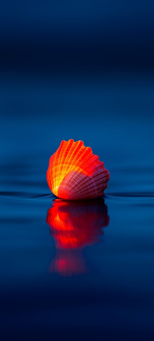 Glowing Seashell Reflection - beach Wallpaper