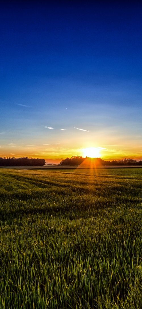 Golden Field Sunrise