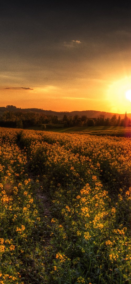 Golden Field Sunset - Related 4K Wallpapers wallpaper