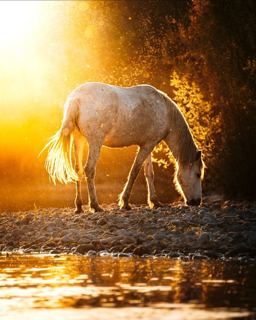 Golden Horse by the River