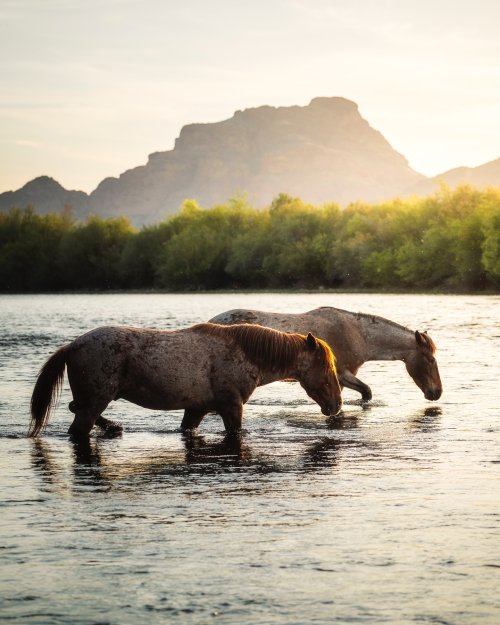 Horses in River Sunset
