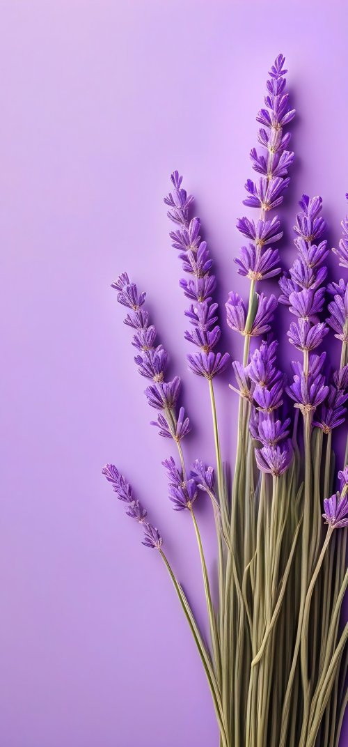 Lavender Purple Background