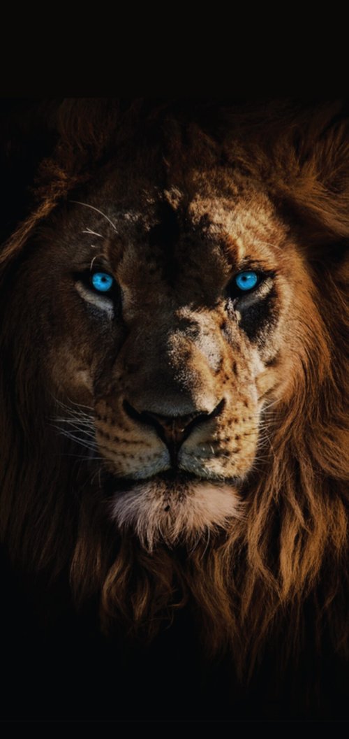 Lion's Gaze - lion Wallpaper