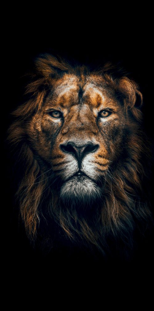 Majestic Lion Portrait - lion Wallpaper