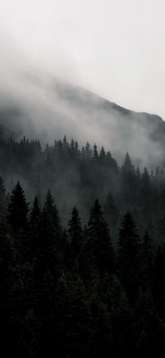 Misty Mountain Forest - Related 4K Wallpapers wallpaper