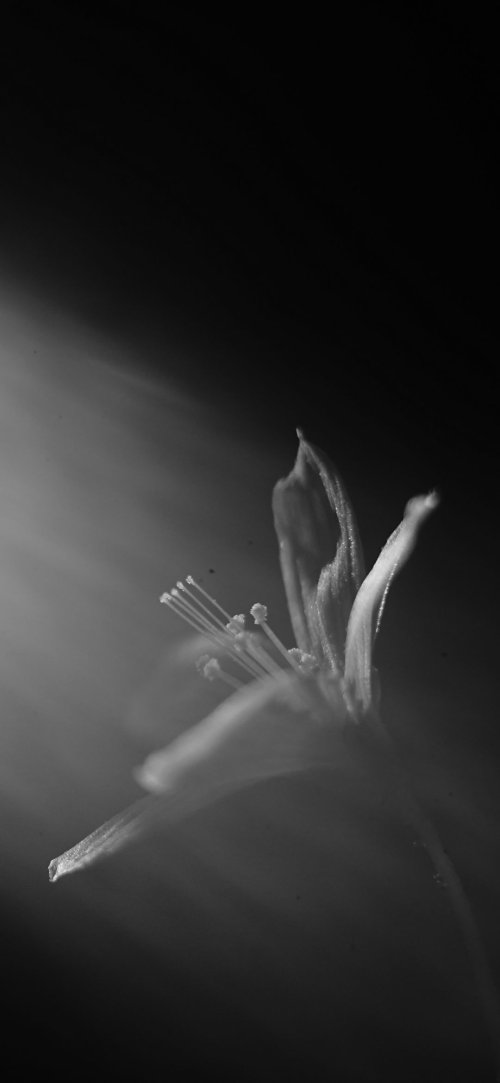 Monochrome Floral Bloom - Related 4K Wallpapers wallpaper