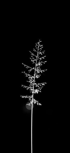Monochrome Floral Silhouette - Related Dark Wallpapers wallpaper