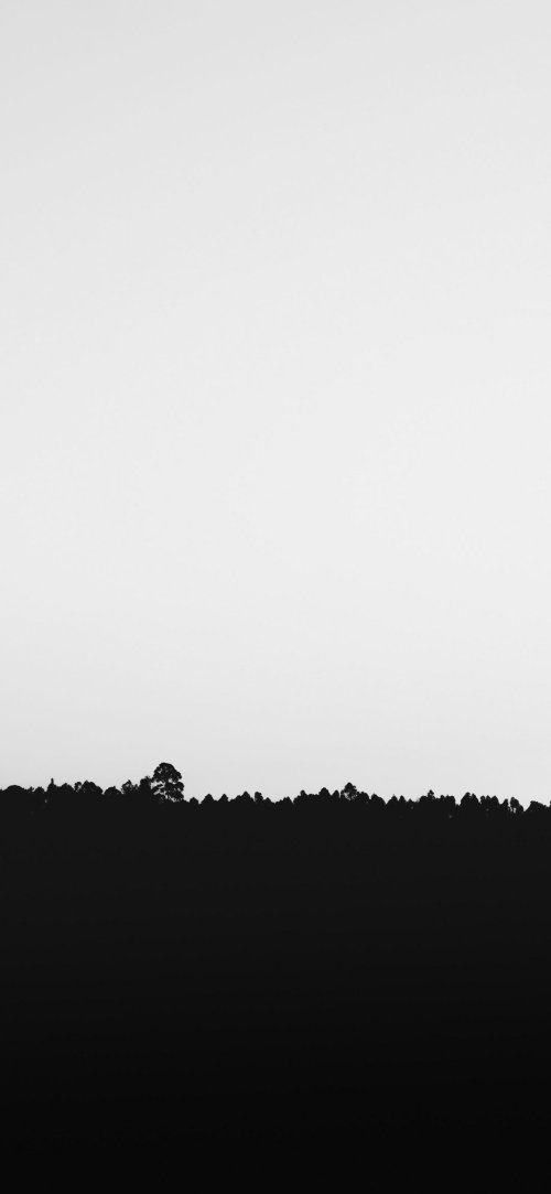 Monochrome Forest Silhouette - Related 4K Wallpapers wallpaper