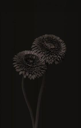 Monochrome Gerbera Duo - Related 4K Wallpapers wallpaper