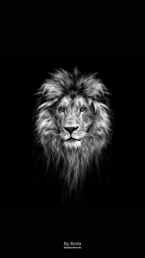 Monochrome Lion Portrait - lion Wallpaper