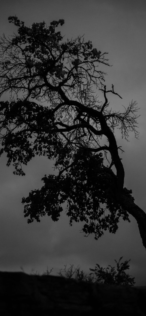 Monochrome Tree Silhouette