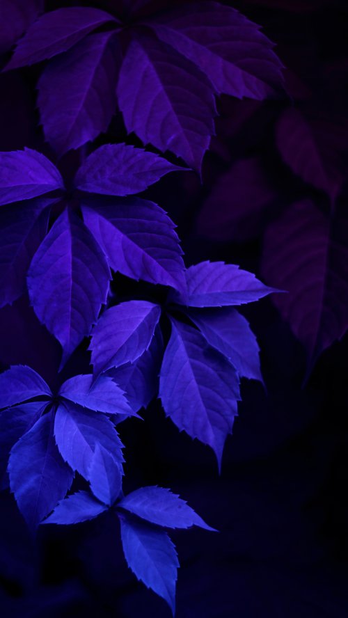 Neon Purple Virginia Creeper - Related Ghetto Wallpapers wallpaper