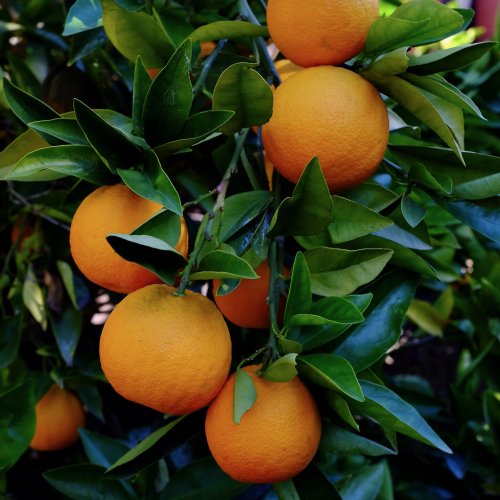 Orange Tree Bounty
