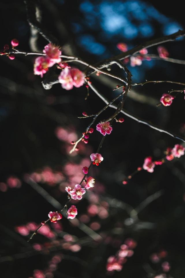 Pink Plum Blossom Branch - Related 4K Wallpapers wallpaper