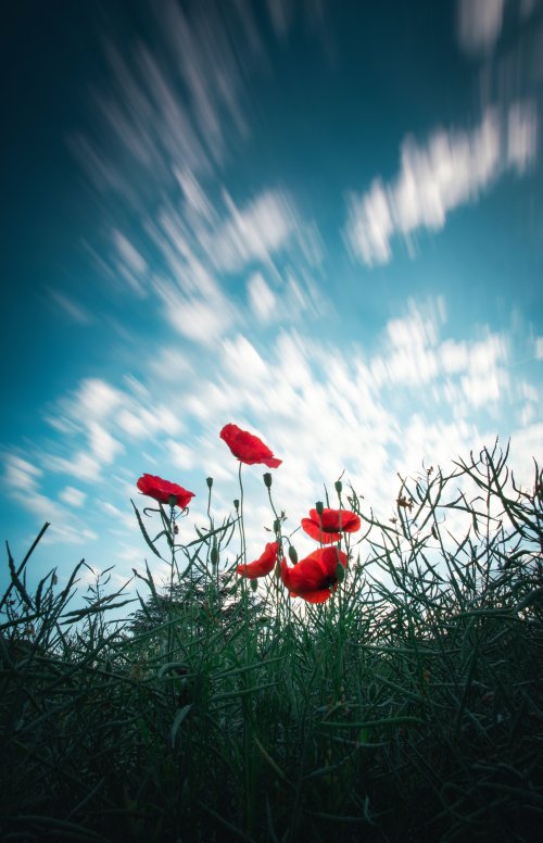 Poppy Field Sky Motion