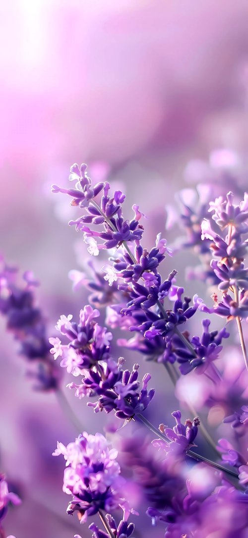 Purple Lavender Flower Bloom