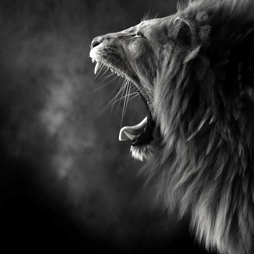 Roaring Lion Black and White - lion Wallpaper