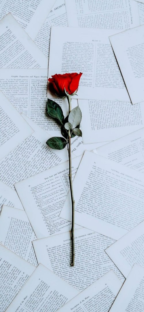 Rose on Vintage Pages - Related 4K Wallpapers wallpaper