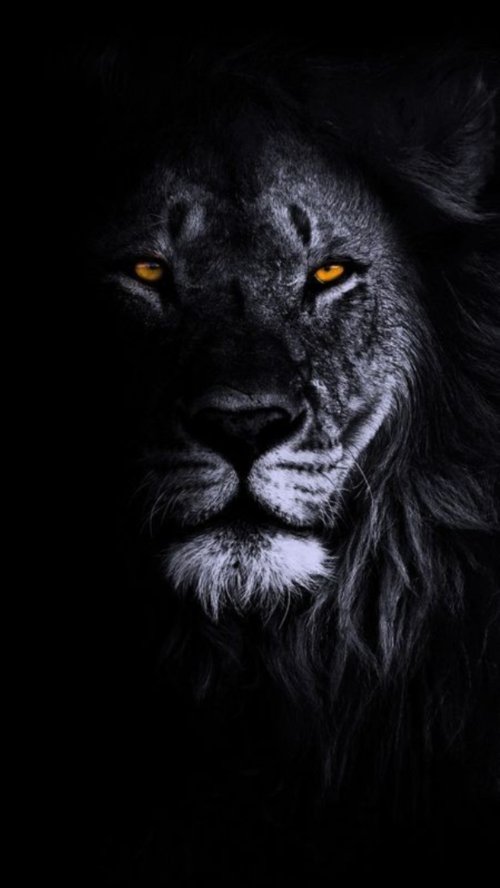 Shadow Lion Gaze - lion Wallpaper