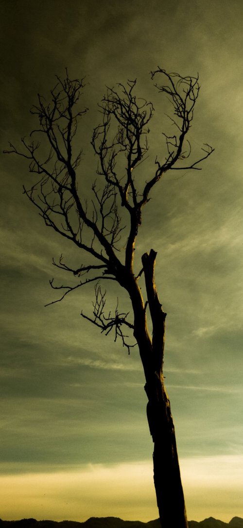 Silhouette of a Dead Tree - Related Dope Wallpapers wallpaper