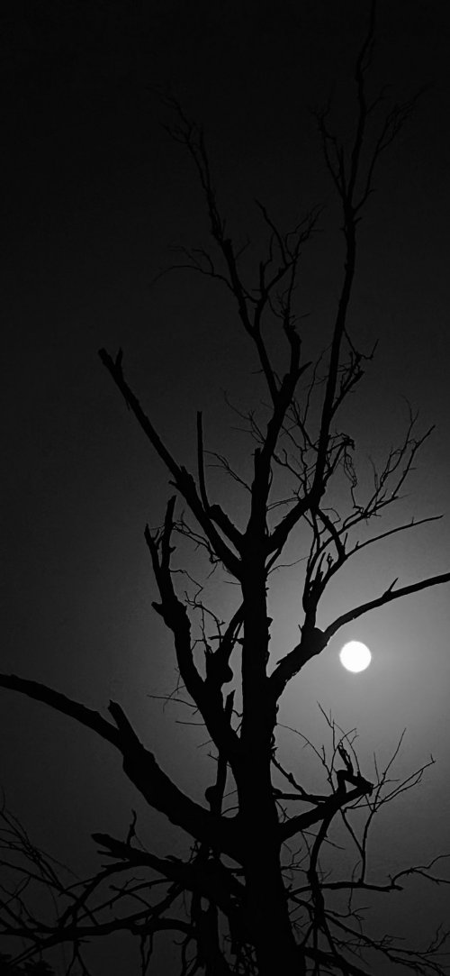 Silhouette Tree Against Moon - Related 4K Wallpapers wallpaper