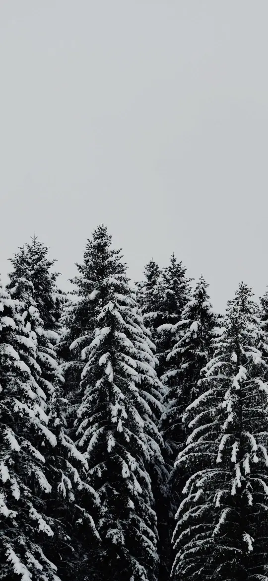 Snowy Evergreen Forest - Related 4K Wallpapers wallpaper