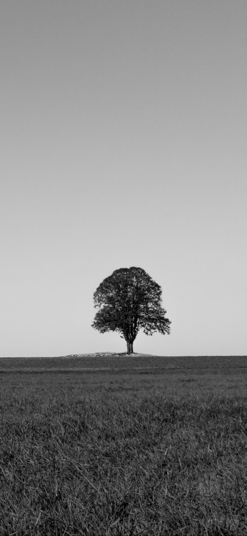 Solitary Tree Silhouette - Related Dope Wallpapers wallpaper