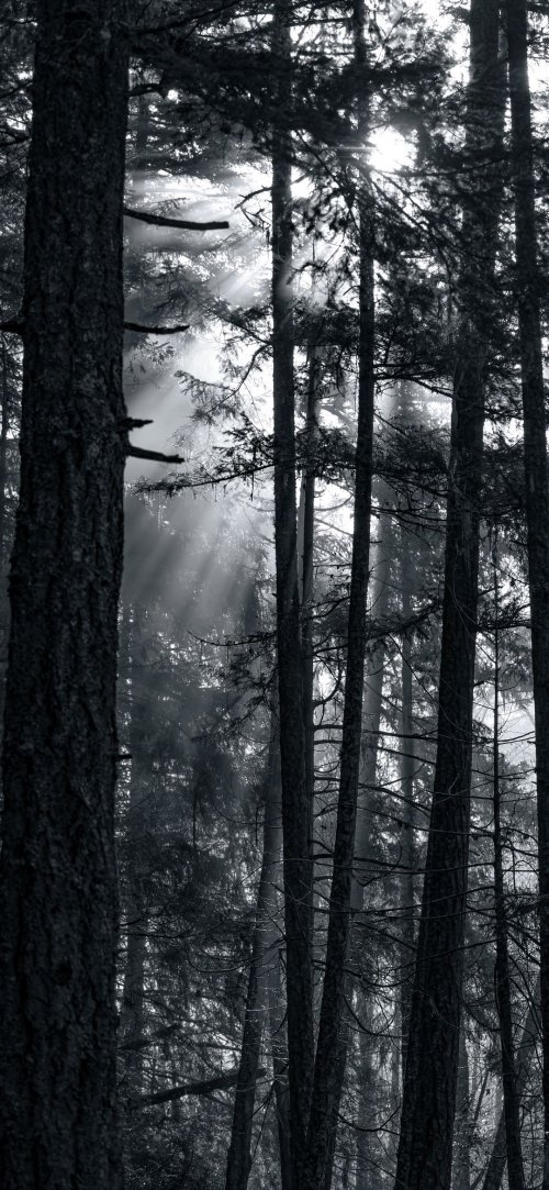 Sunlit Forest Monochrome - Related Dark Wallpapers wallpaper