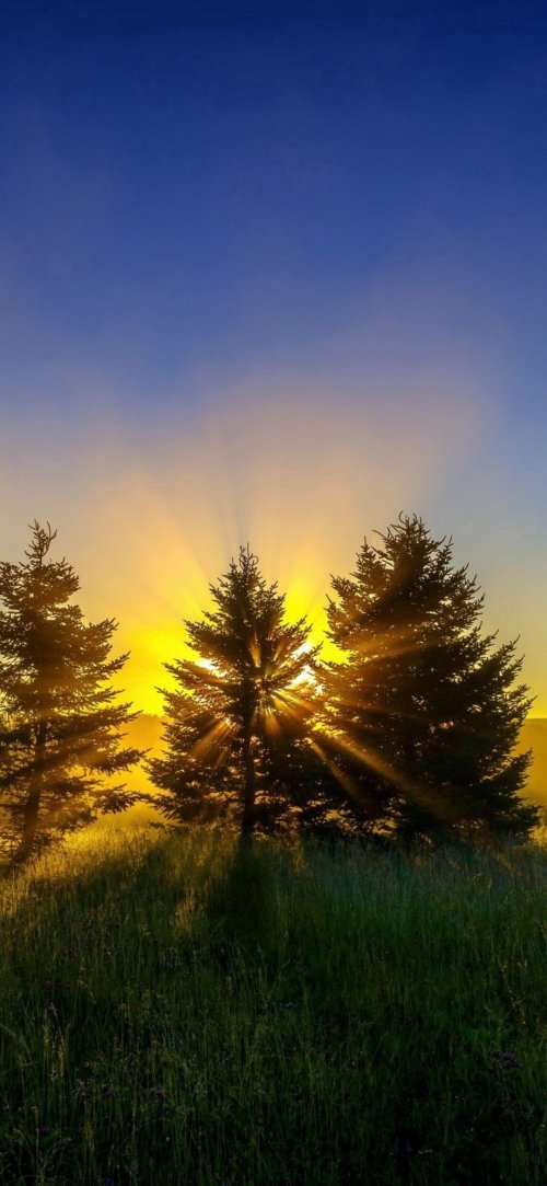 Sunlit Forest Trees - Related 4K Wallpapers wallpaper
