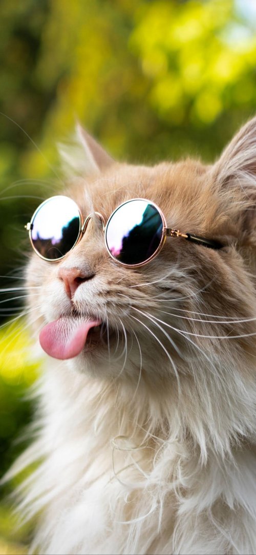 Tongue_Out_Sunglasses_Cat - Related Ghetto Wallpapers wallpaper