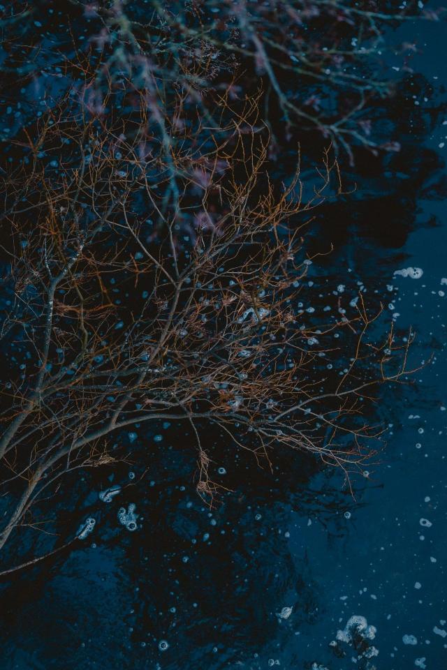 Winter Branches Reflection - Related Ghetto Wallpapers wallpaper