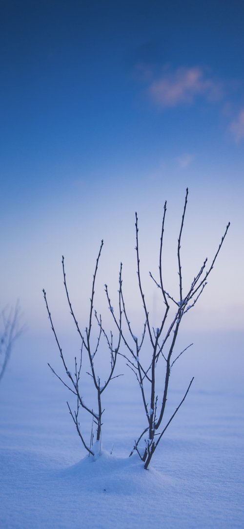 Winter Sky Branches - Related Dark Wallpapers wallpaper
