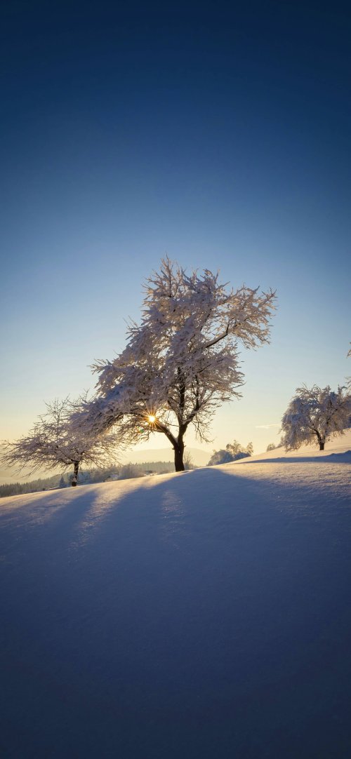 Winter Sunlight Through Trees